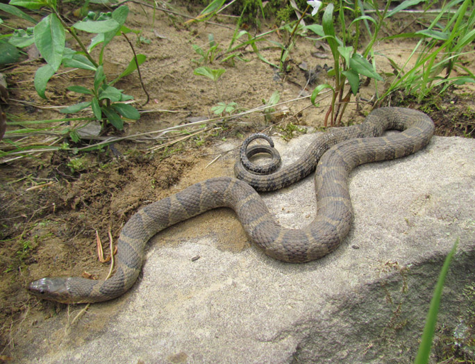 Northern Water Snake